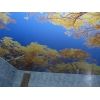 Мини-фото: С фотопечатью натяжной потолок с деревьями (осень)