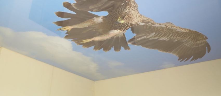 Фотопечать «Орел» MSD натяжной потолок