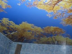 Фото: Натяжной потолок с фотопечатью с деревьями (осень)